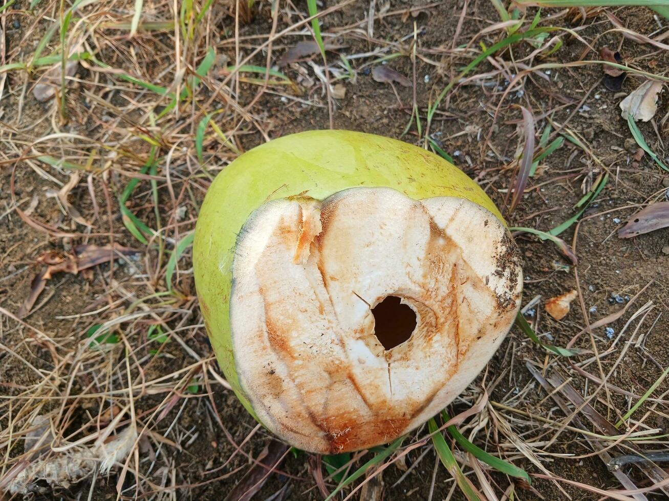 Young coconut juice in the garden, with dry grass background. Young coconut in the garden. photo