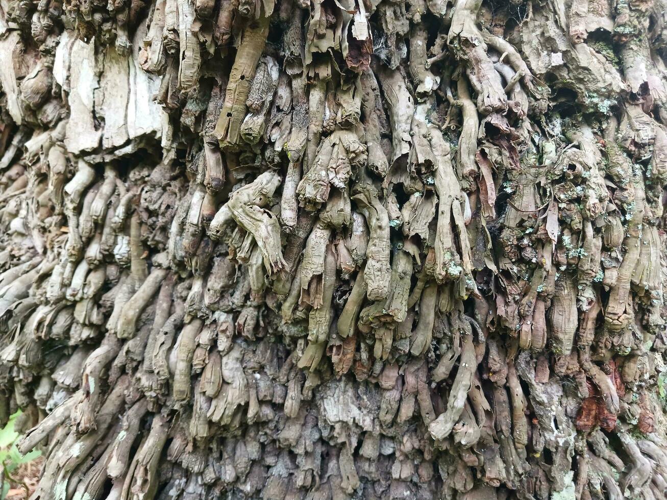 Coconut tree roots appear to the ground because the tree is old. photo