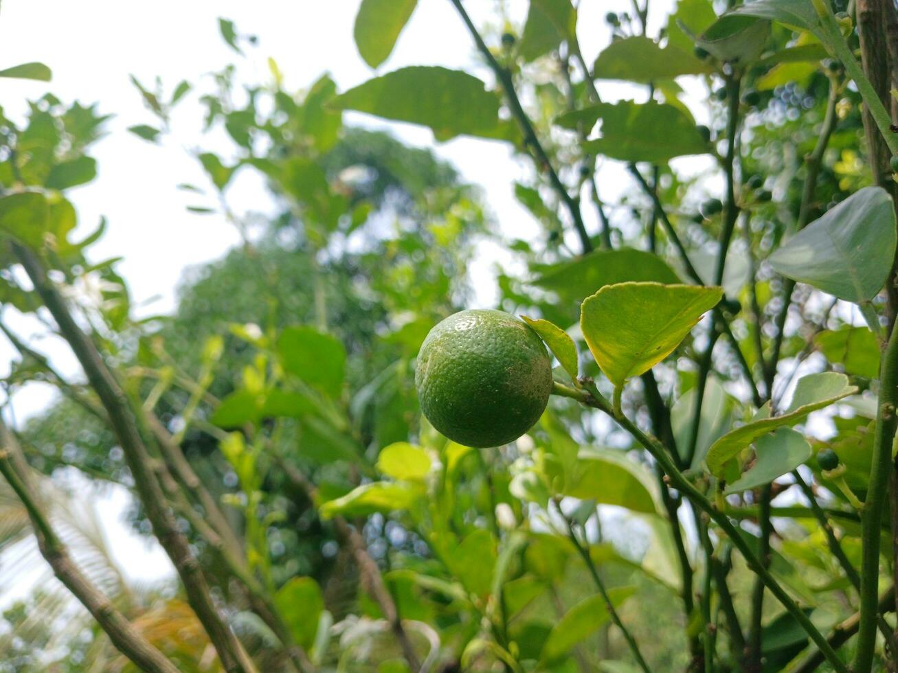 Kaffir lime in the garden as a kitchen spice. photo