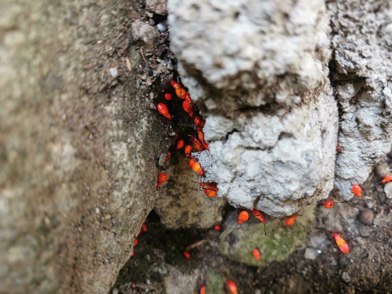 Red insects, insects with the scientific name Pyrrhocoridae. photo