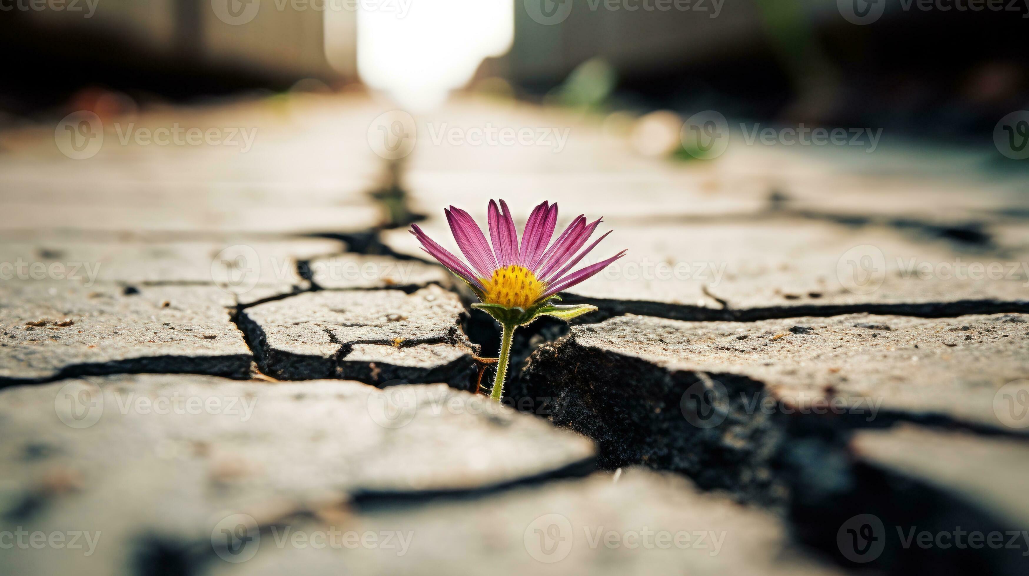 Beauty Amidst Adversity: A Tiktoker'S Journey - ubtdaal