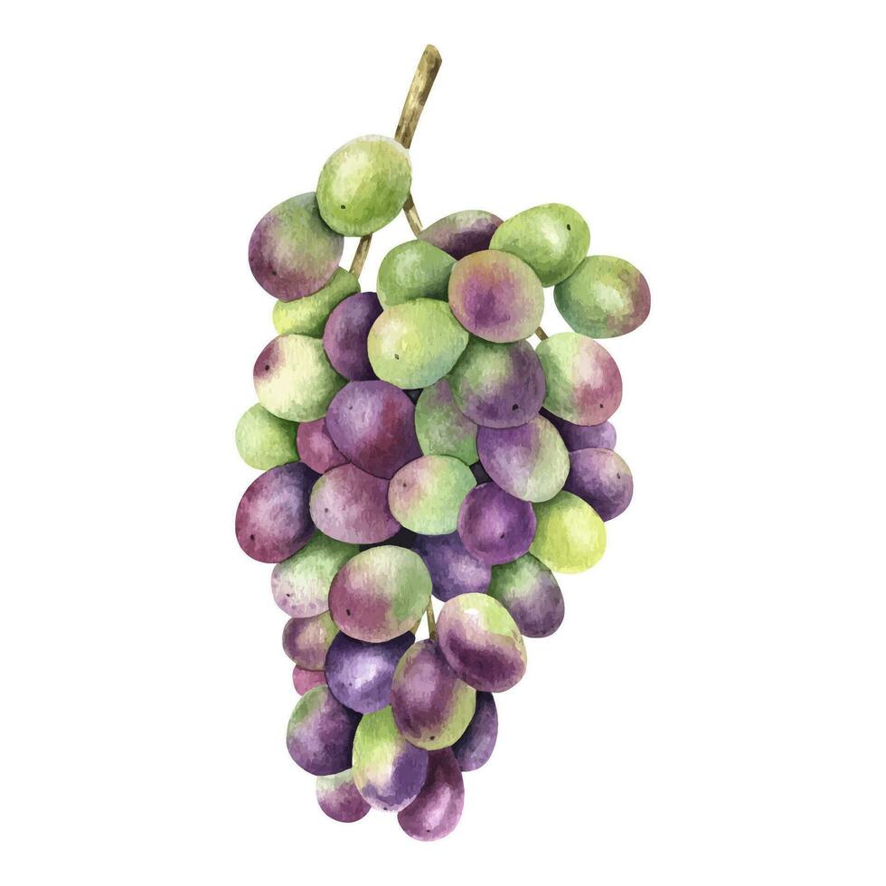 un manojo de púrpura uvas. uva enredadera. acuarela ilustraciones. aislado. para el diseño de etiquetas de vino, uva jugo y productos cosméticos, Boda tarjetas, papelería, saludos, fondos de pantalla y invitaciones vector