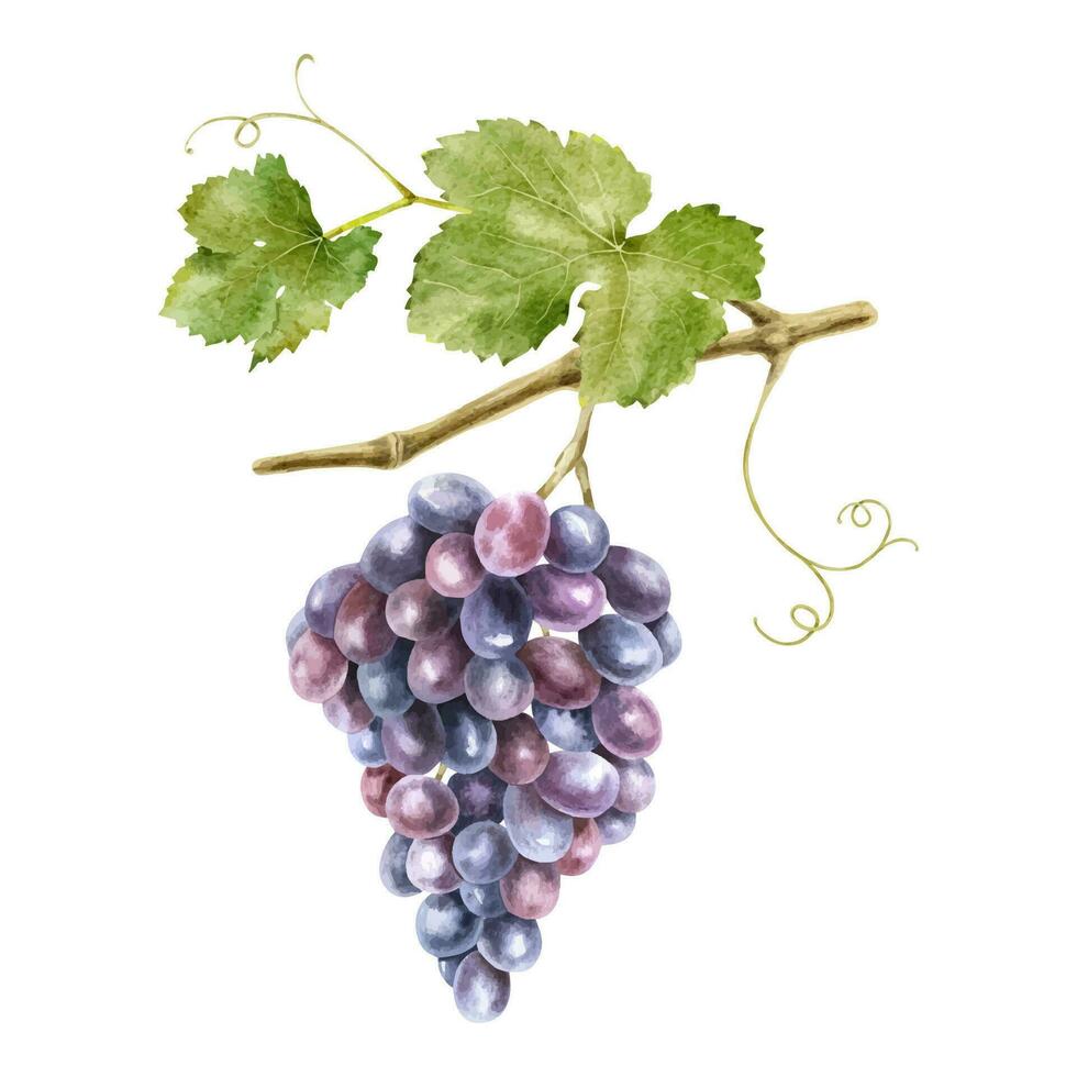 A bunch of grapes with leaves. Grape vine. Watercolor illustrations. Isolated. For the design of labels of wine, grape juice and cosmetics, wedding cards, stationery, greetings, wallpaper, invitations vector