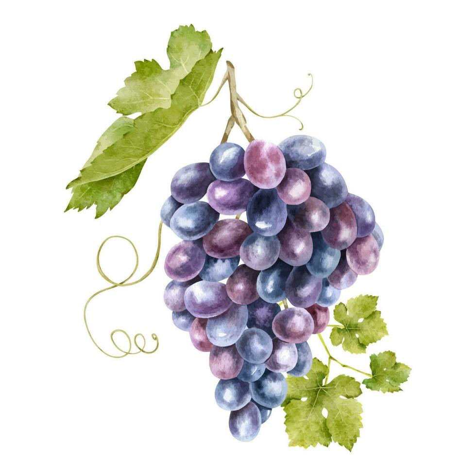 A bunch of grapes with leaves. Grape vine. Watercolor illustrations. Isolated. For the design of labels of wine, grape juice and cosmetics, wedding cards, stationery, greetings, wallpaper, invitations vector