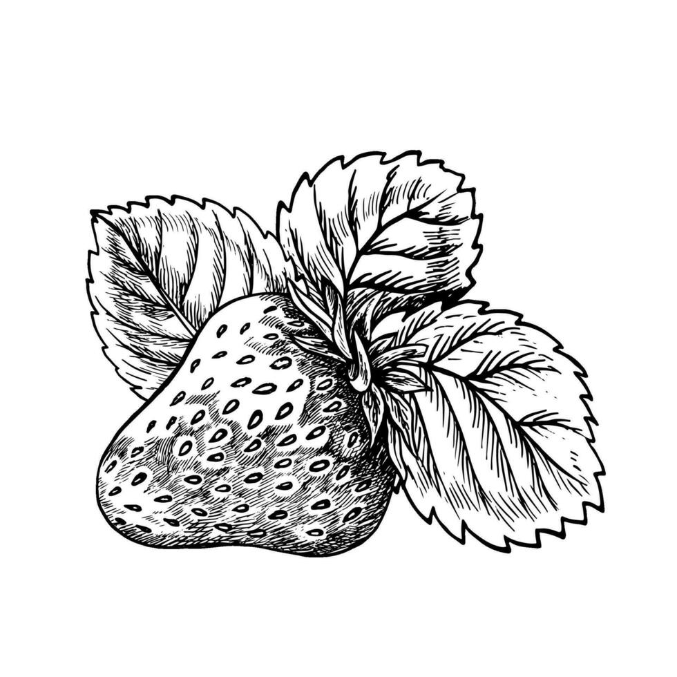 Strawberry, hand drawn black and white graphic vector illustration. Isolated on a white background. For labels, printed materials. For designer packaging, banners and menus, cards, textile and poster