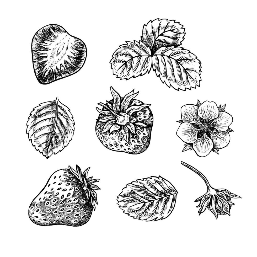 conjunto de fresas, bayas, hojas y flor, mano dibujado negro y blanco gráfico vector ilustración. aislado en un blanco antecedentes. para embalaje, etiquetas, pancartas y menús, textiles y carteles