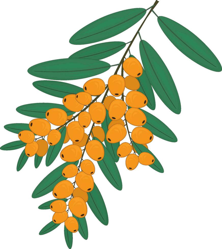 Branch with bunches of yellow berries vector illustration