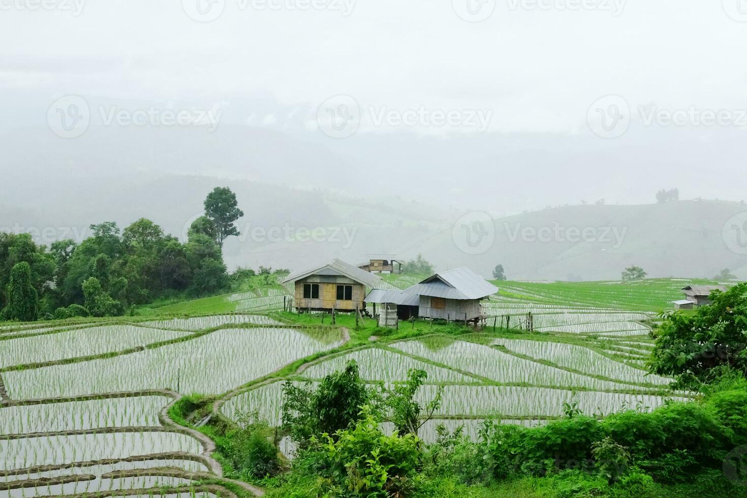 Local hut and homestay village on terraced Paddy rice fields on mountain in the countryside, Chiangmai Province of Thailand. Travel in greenery tropical rainy season concept photo