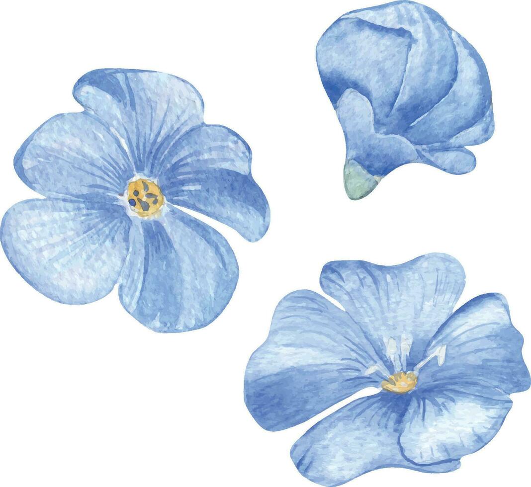 Blue Flax flowers set watercolor illustration isolated on white background. Hand drawn linum usitatissimum herbal plants. Painted blue flowers. Element for design package oil, trade, grocery, bakery vector