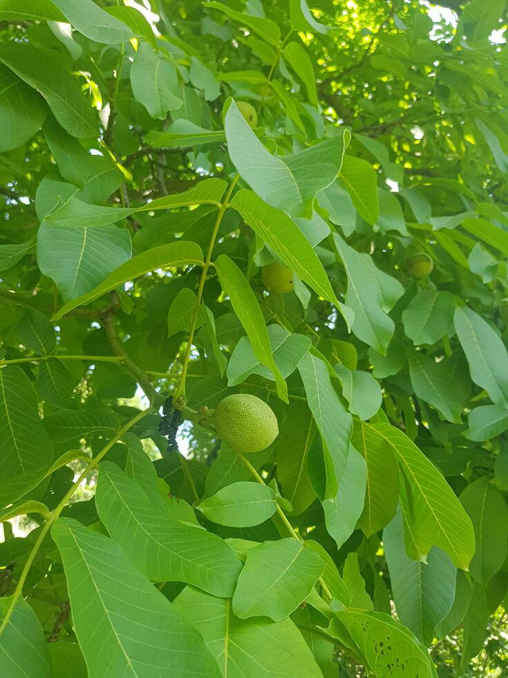 nuez árbol con un nuez en un tarro en un estante foto