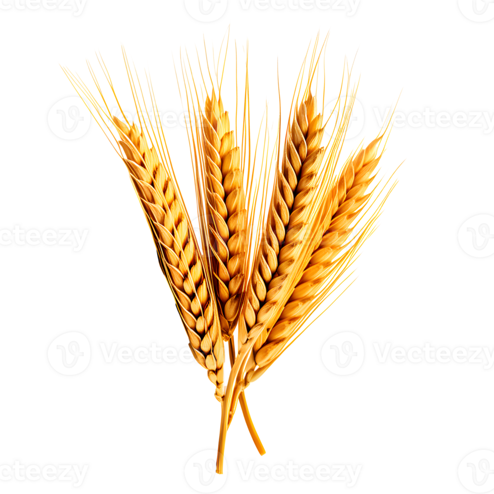 AI generated Ear of Wheat Spikelet Isolated on White Background png