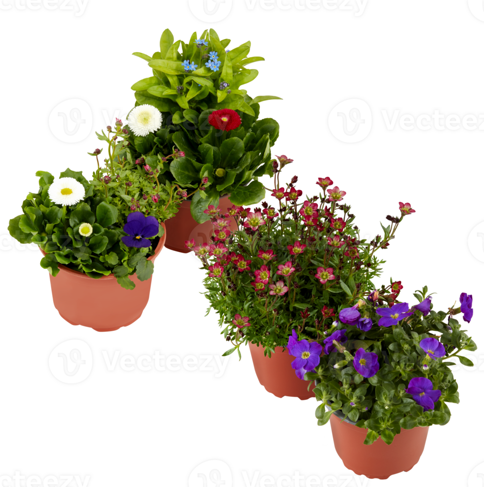 Bouquet of fresh flowers in a pot cut out isolated transparent background png
