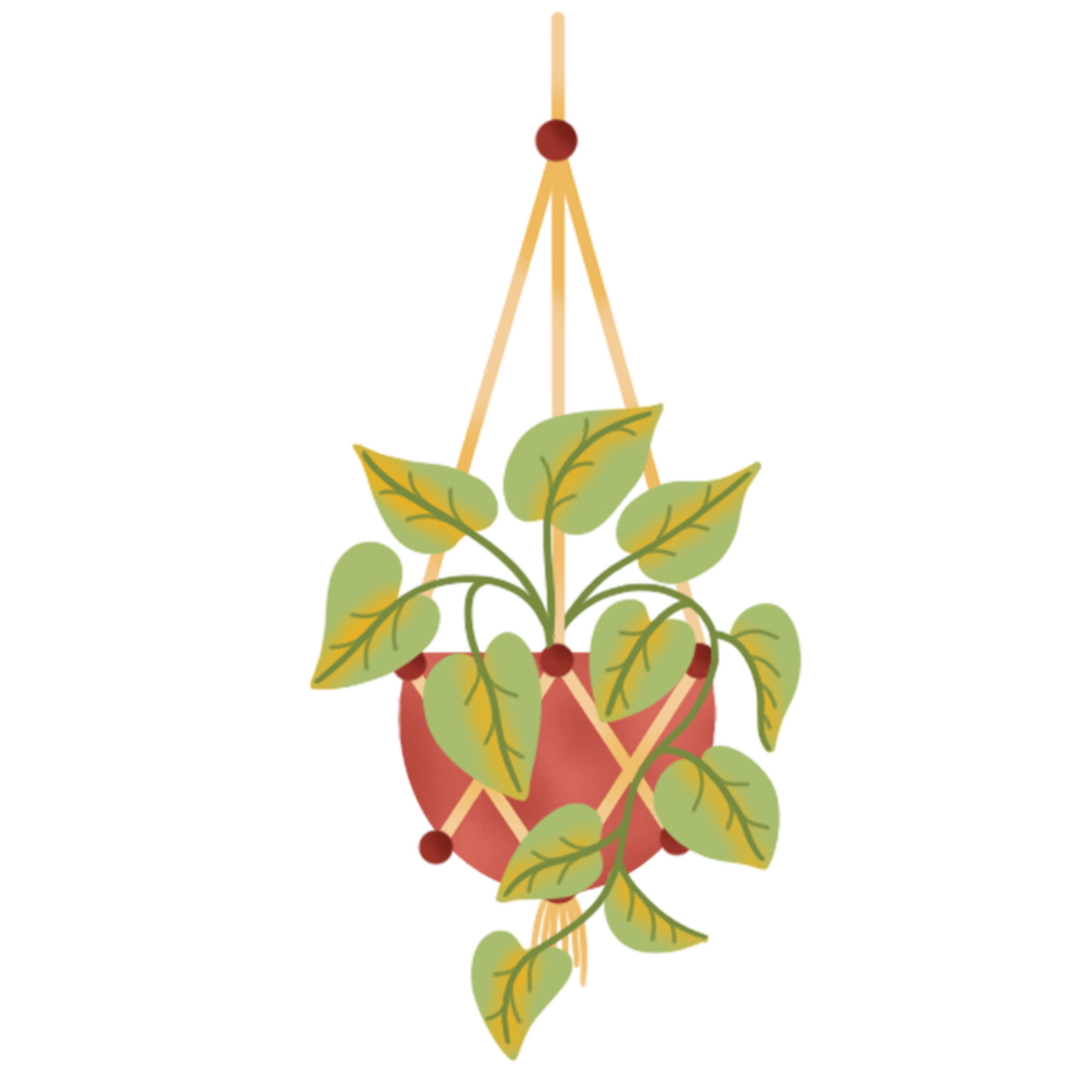 indoor hanging plants illustration png