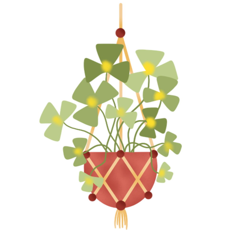 indoor hanging plants illustration png