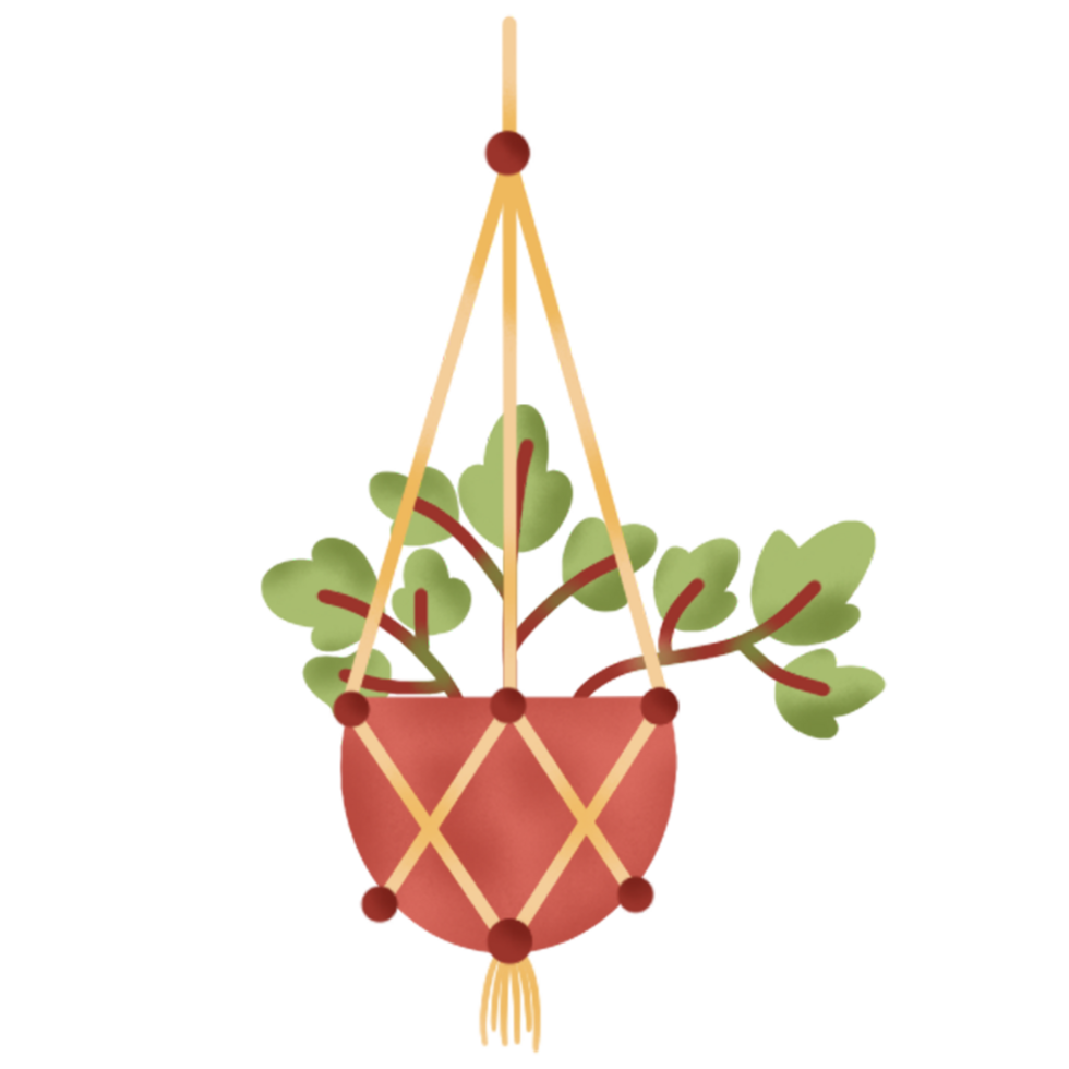 indoor hanging plants illustration png