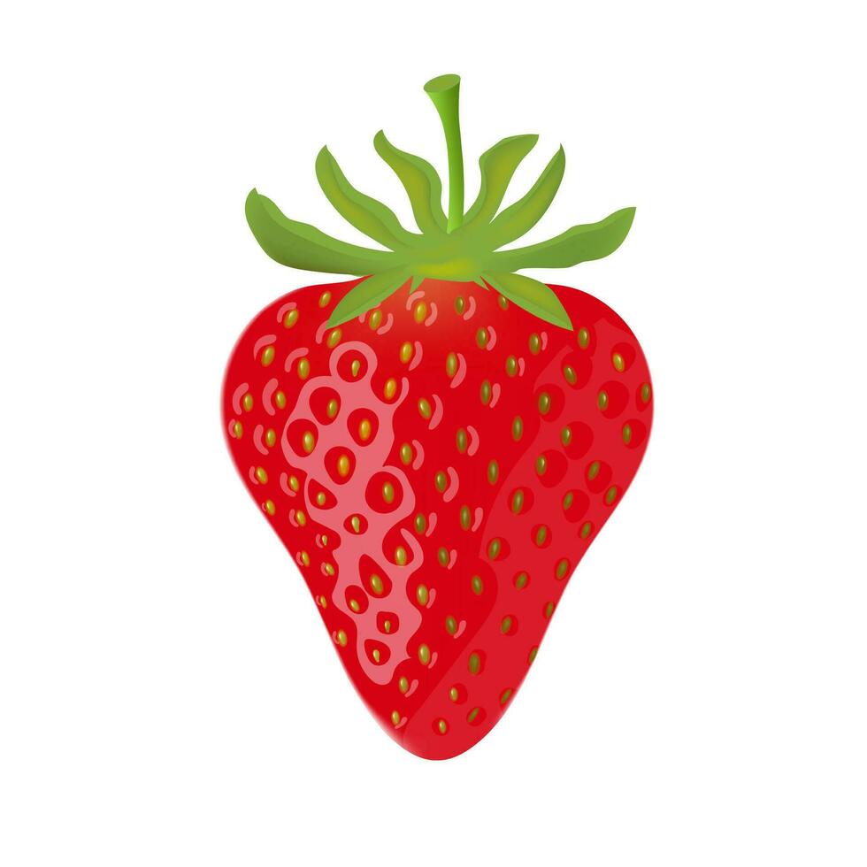 Strawberry red summer fruit on white background. Vector illustration EPS 10.