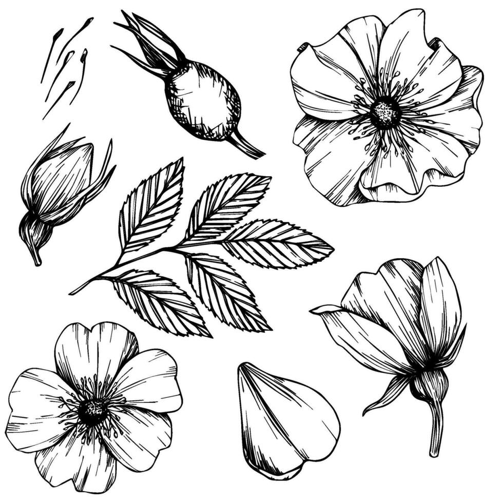 Wild rose flowers and berries, medicinal herb line art drawing. Outline vector illustration isolated on white background. Rose hip bouquets sketch for logo, tattoo, wedding design