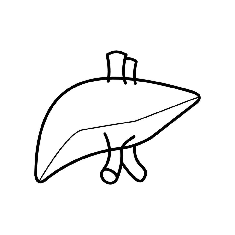Vector outline of human liver