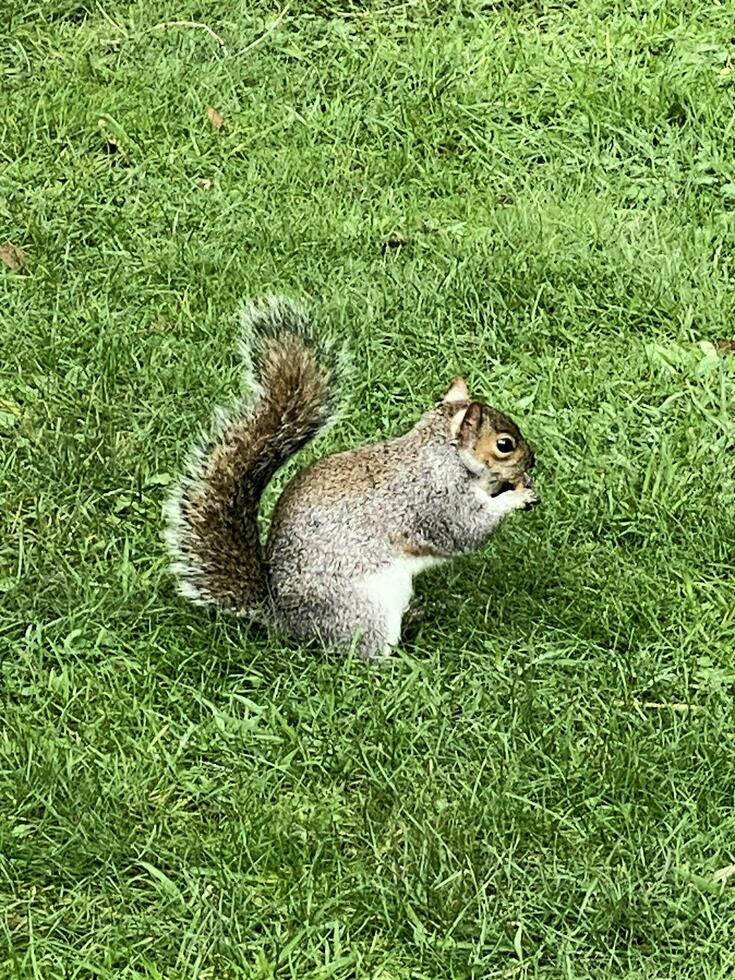 A view of a Grey Squirrel in a London Park photo