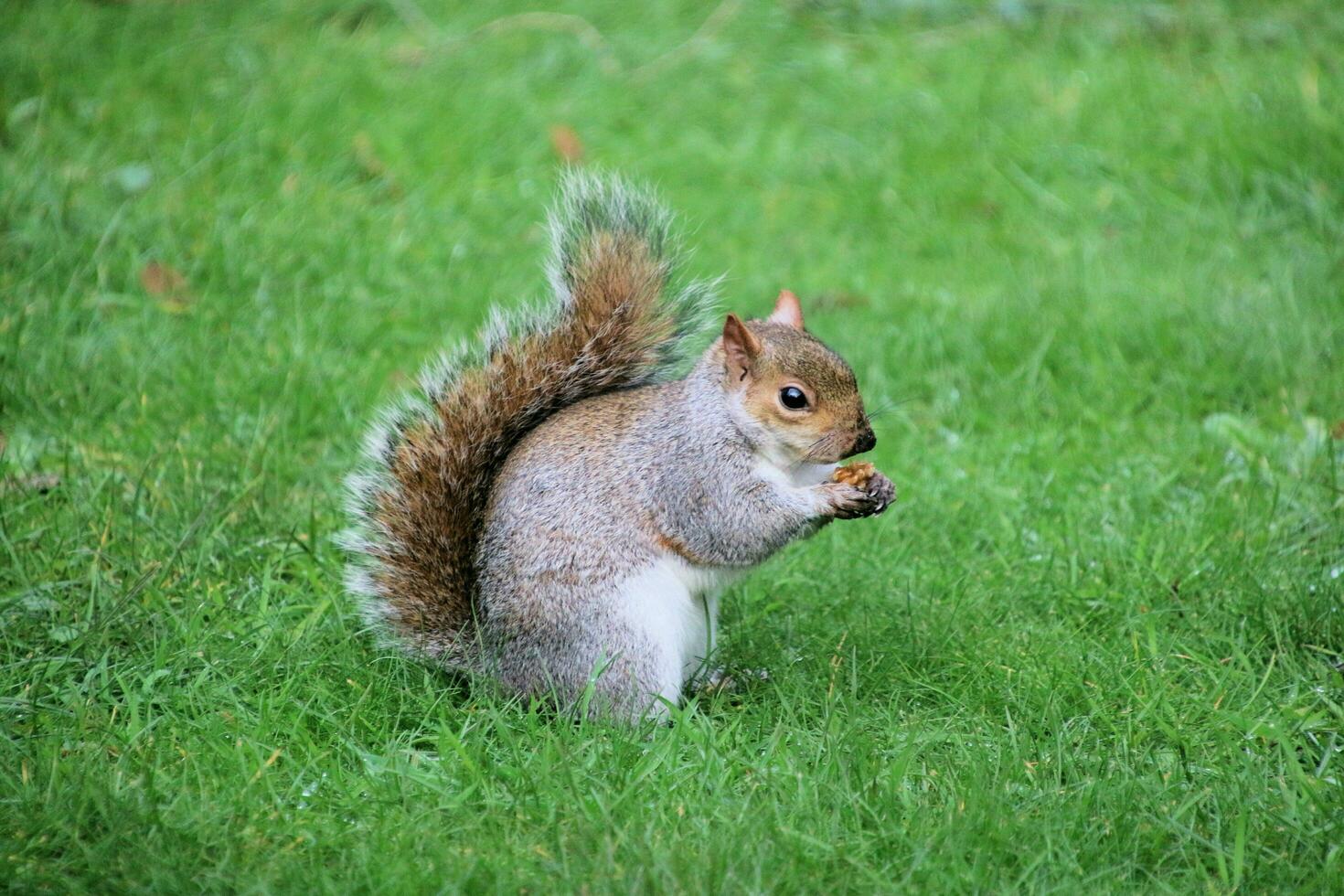 A view of a Grey Squirrel in a London Park 35324053 Stock Photo at Vecteezy
