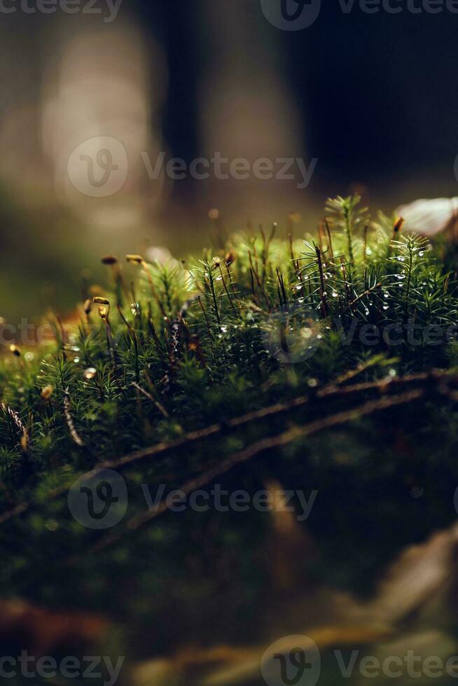 Moss on the forest ground with sunlight photo