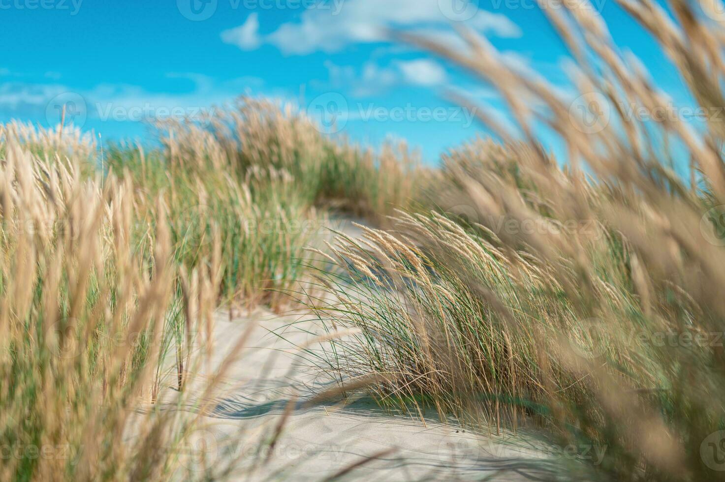 Grass and Sand in the dunes at Skagen in Denmark photo