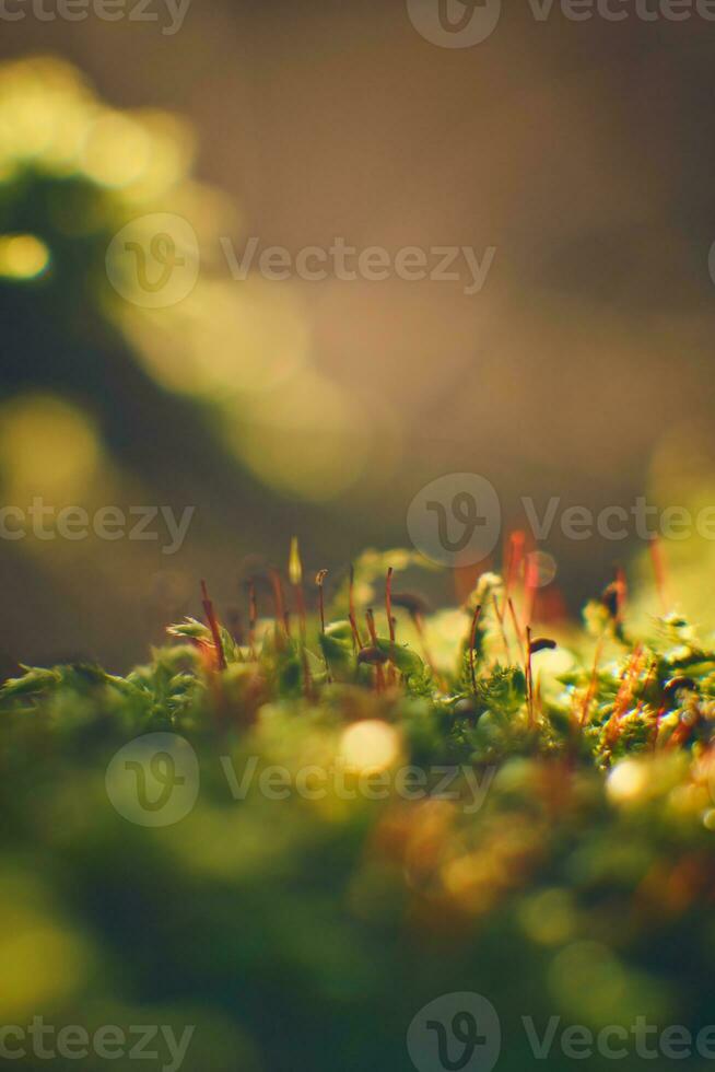 Tiny moss leaves in winter sunlight photo