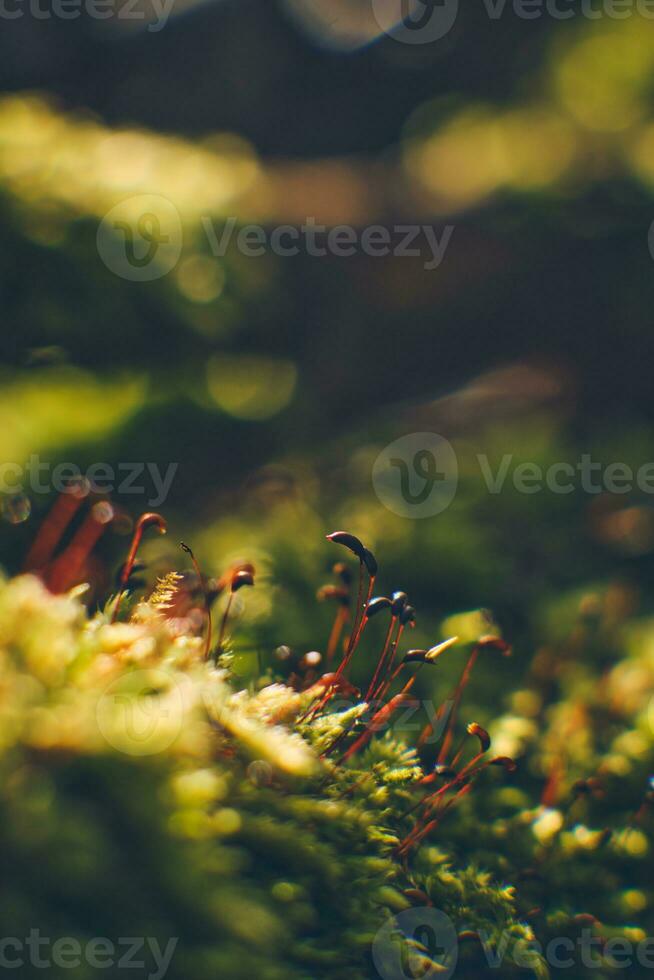 Macro shot of moss on the forest ground photo