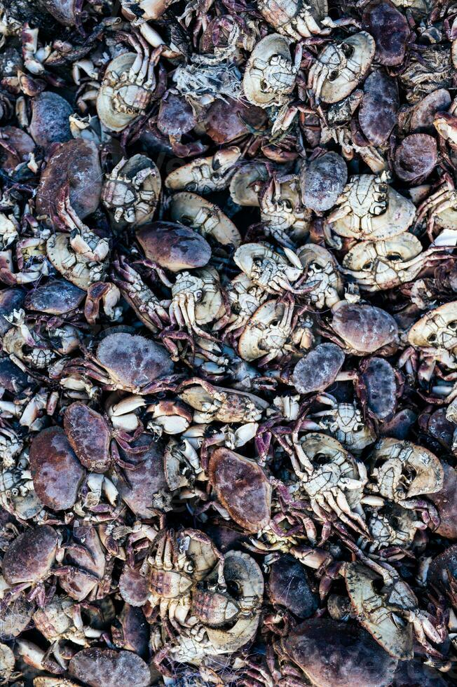 Many dead Craps at the beach lying around photo