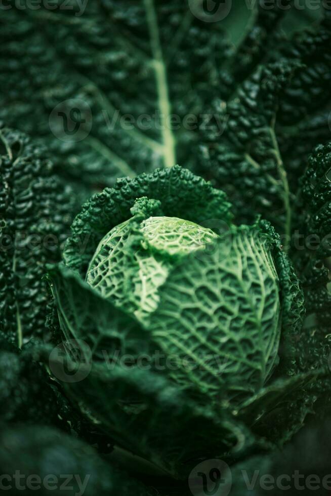 Young savoy cabbage growing photo