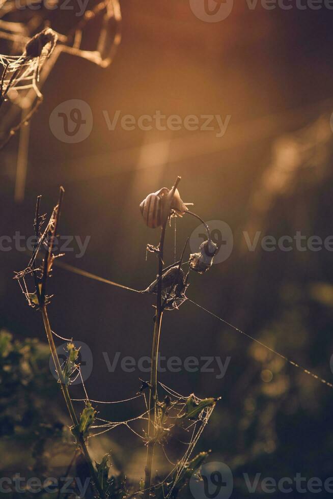 Snail climbing a small twig in the morning light photo