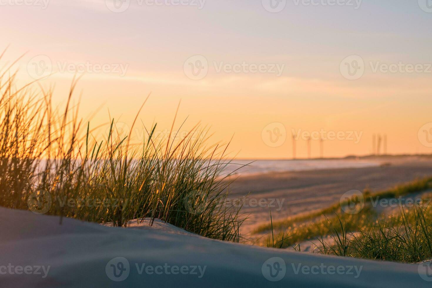 Grass and Sand in the dunes at the Danish West coast photo