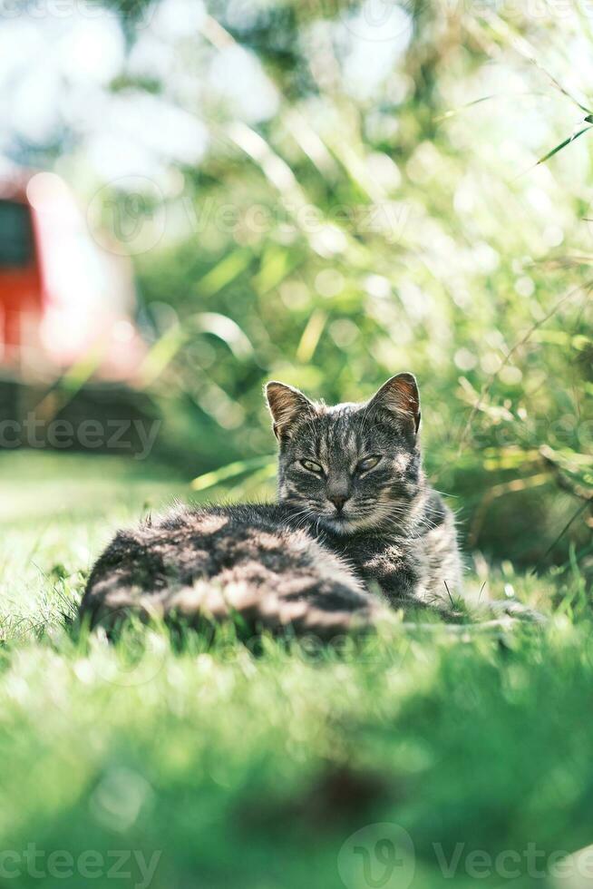 Grey cat lying in the grass and enjoying the sun photo