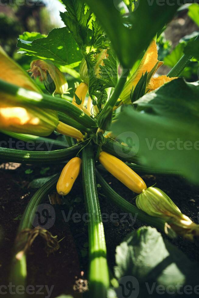 Yellow courgettes growing on plant photo