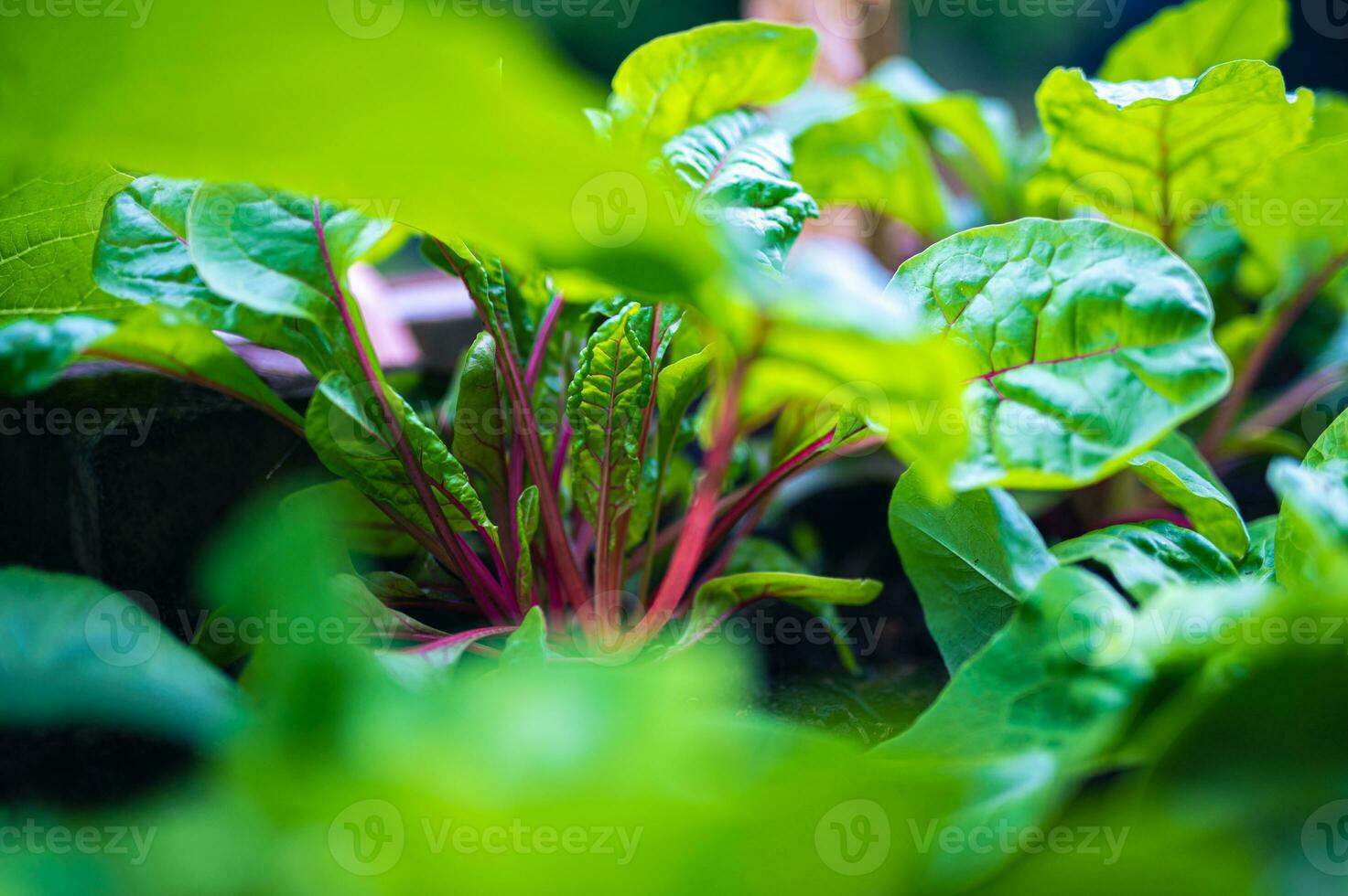 multiple Red Chard plants growing in bed photo