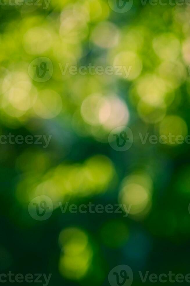 abstract green nature bokeh Background photo