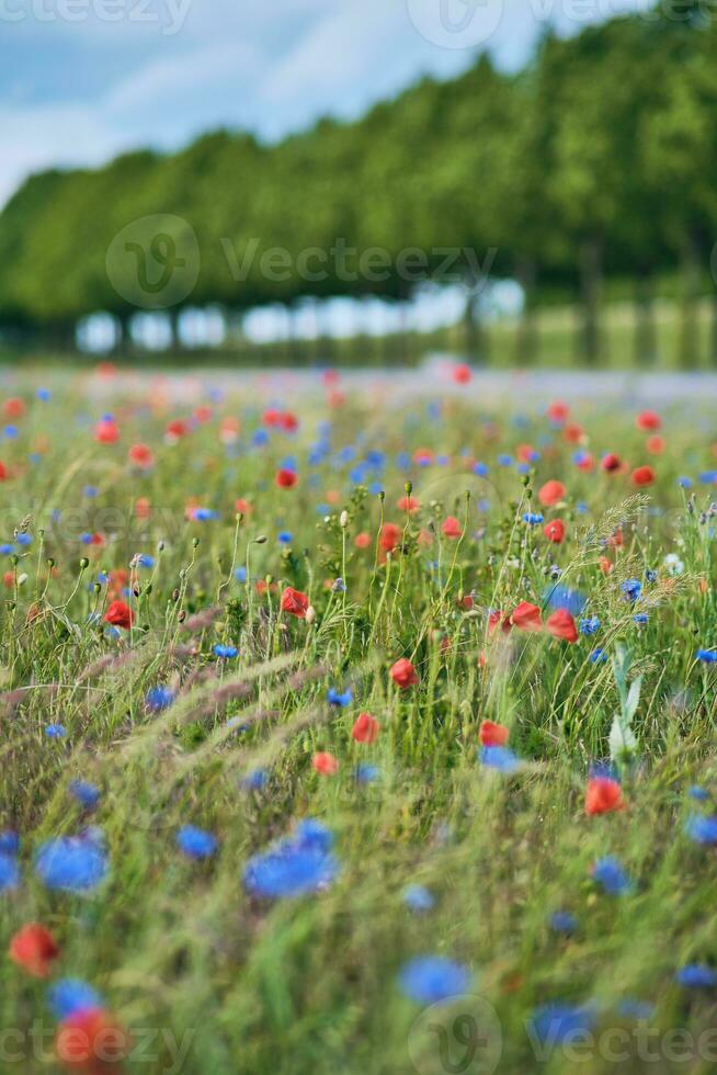 Poppy and Cornflowers in a field on a sunny day in Germany photo