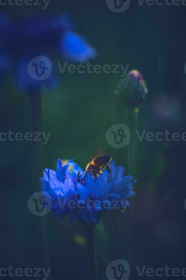 Bee in a Cornflower photo