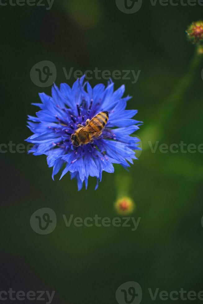 busy Bee collecting pollen in a Cornflower photo