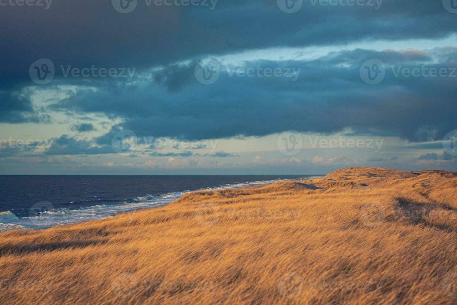 Wide dunes at the danish coast photo