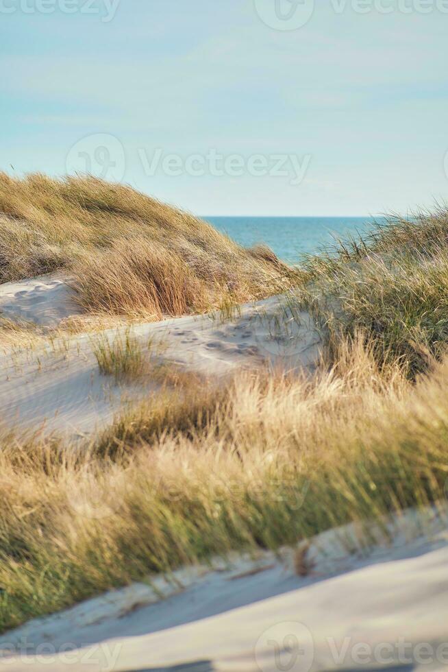 Dunes at danish North sea coast in summer sunlight photo