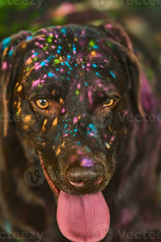 Holi Colors on Labrador Retriever photo