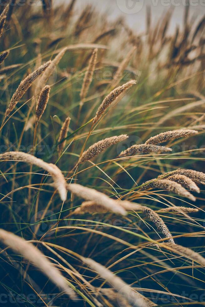 Dune Grass and weeds from the coast of Denmark photo