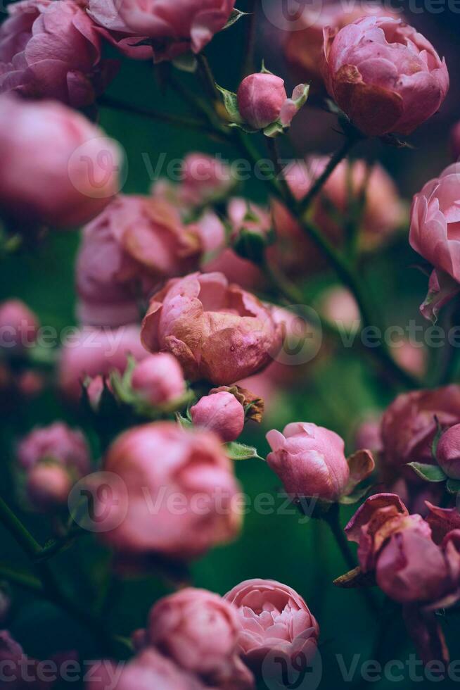 Miniature Roses slowly wilting photo