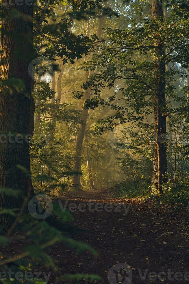 Sunny Morning in foggy woods photo