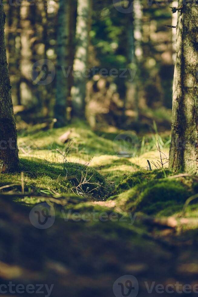 Mossy forest ground in Denmark photo