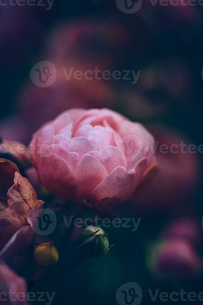 Macro shot of wilting Miniature Roses photo