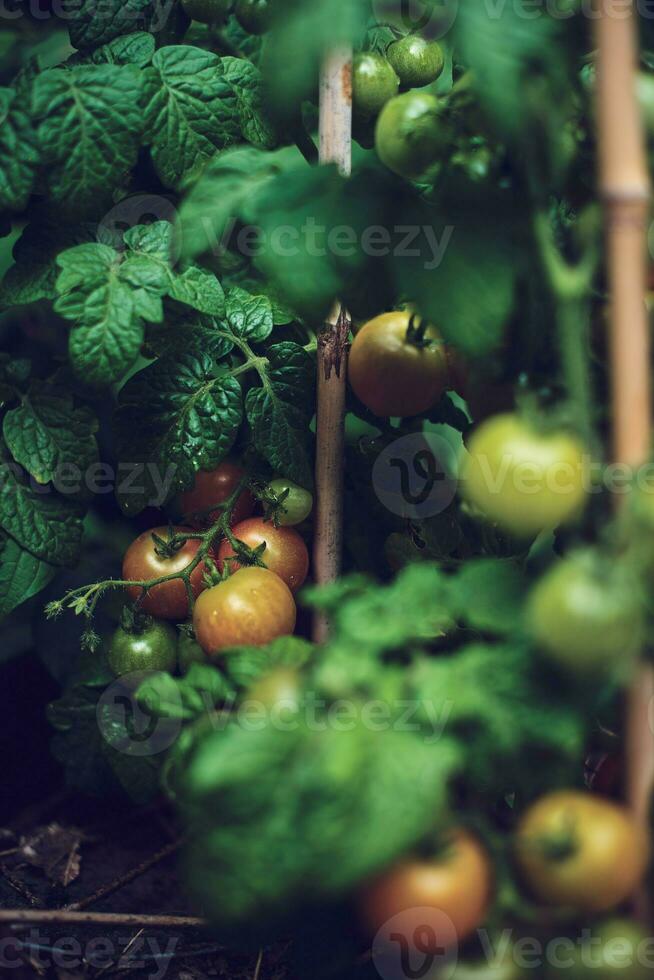 Tomato plant with green tomatoes after rain photo