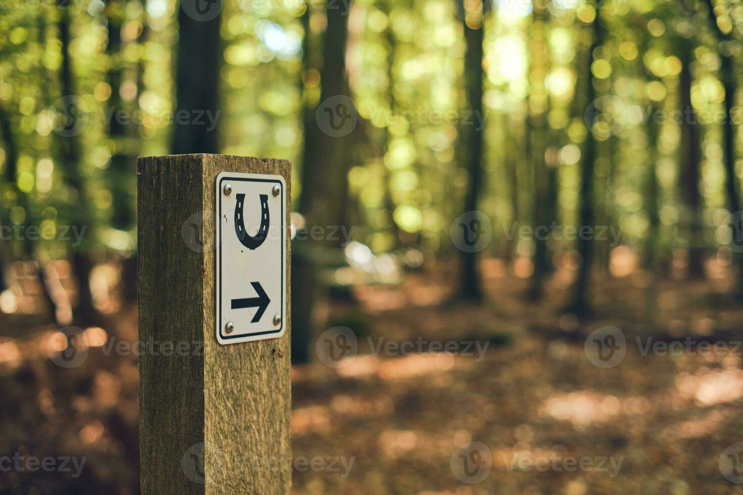 Riding path sign in the woods with directions photo