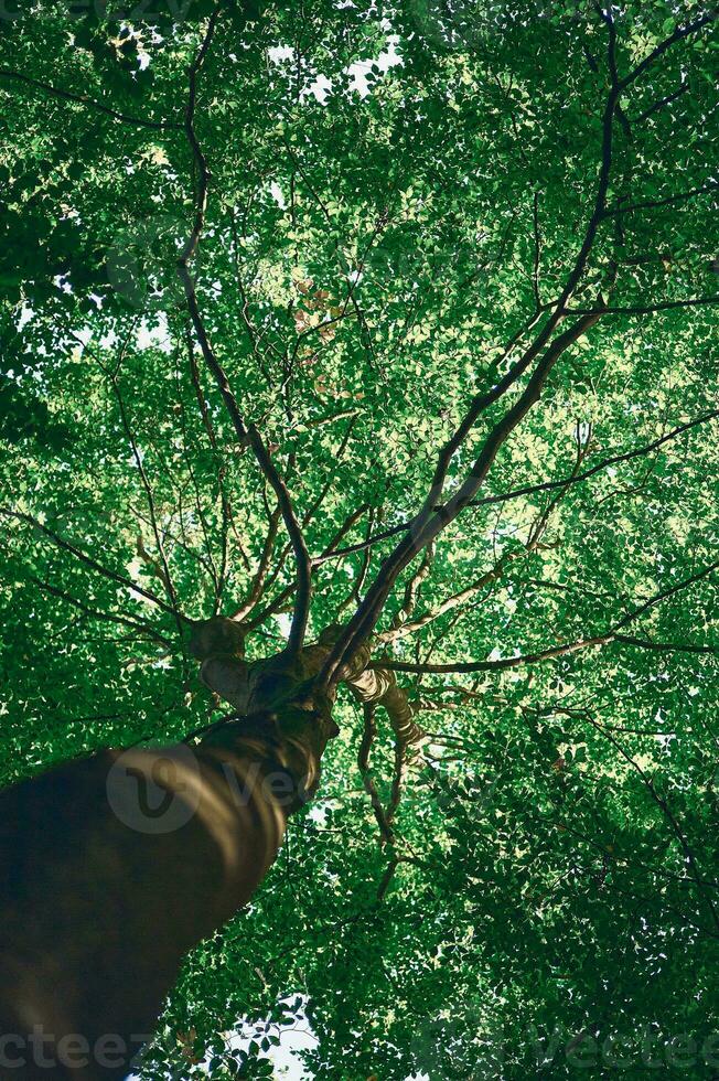 verde árbol visto desde abajo foto